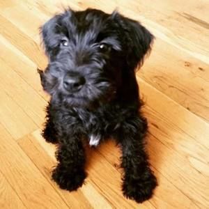 Meet your Posher, Peter